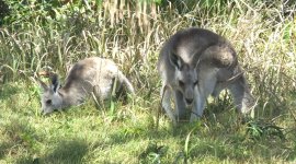 BF Eastern Grey Kangaroo.jpg