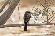 Red-backed Shrike, Shaumani Reserve, Jordan, 9-2019 v1867 v9.jpg