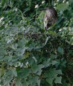 DSC06882 Chinese Pond Heron @ San Tin.jpg