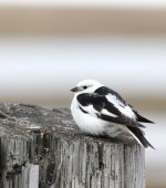 snow_bunting.JPG