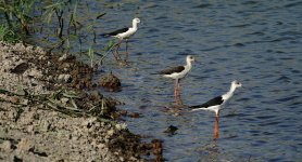 DSC06910 Black-winged Stilt @ San Tin.jpg