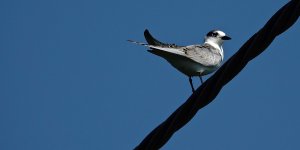 DSC06928 Whiskered Tern @ San Tin.jpg