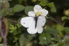 Pieris_melete_001.jpg