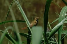 DSC06964 Manchurian Reed Warbler @ San Tin.jpg