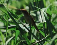 DSC06982 Manchurian Reed Warbler @ San Tin.jpg