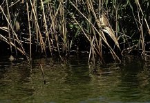 DSC06950 Yellow Bittern @ San Tin.jpg