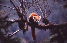 Red Panda.jpg