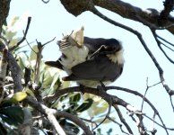 BF Noisy Friarbird thread.jpg