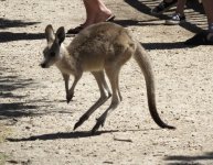 BF Wallaby thread.jpg