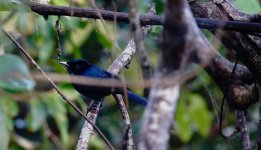 DSC06235 Shining Flycatcher @ Daintree.jpg