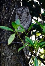 DSC06265 Papuan Frogmouth @ Daintree.jpg