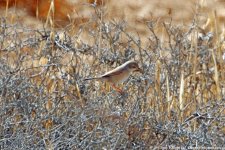 Scrub-warbler, Dana Reserve, Jordan, 9-2019 v2224 v9.jpg