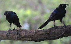 Glossy starling-A 2019-10-26 Mbita.jpg