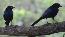 Glossy starling-B 2019-10-26 Mbita.jpg