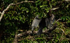 DSC06243 Australian Darter @ Daintree.jpg