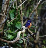 DSC06324 Azure Kingfisher @ Daintree River.jpg