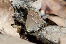 Purple Hairstreak sc 1.jpg