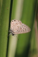 Langs Short-tailed Blue sc 2.jpg