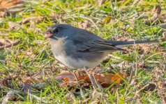 Little Gray Bird_DSCN05578BF.jpg