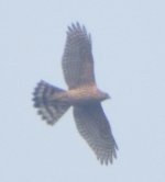 Accipiter sp..jpg