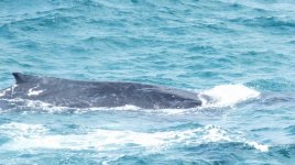 BF Humpback Whale thread.jpg