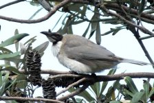 BF Noisy Friarbird1 thread.jpg