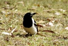 BF Pied Butcherbird thread.jpg