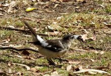 BF Pied Butcherbird juvenile thread.jpg