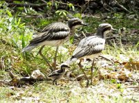 BF Bush Stone Curlew thread.jpg