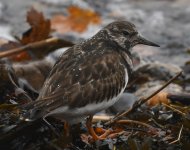 Turnstone_Girdle Ness_231119a.jpg