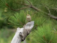 IMG_9427a Wren.jpg