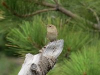 IMG_9431a Wren.jpg