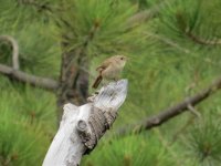 IMG_9433a Wren.jpg