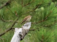 IMG_9436a Wren.jpg