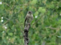 IMG_9401a Wood Peewee.jpg