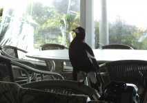 BF Australian Magpie thread.jpg