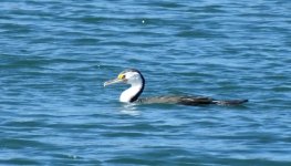 BF Little Pied Cormorant thread.jpg