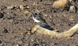 S0032004 Willie Wagtail.JPG