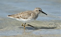 Least Sandpiper.jpg