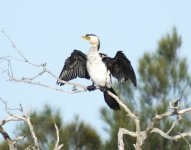 BF Australian Pied Cormorant thread.jpg