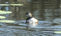 BF Australasian Grebe thread.jpg