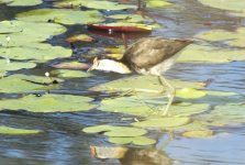 BF Comb-crested Jacana thread.jpg