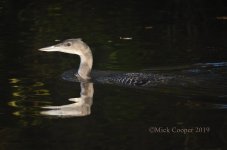 Great Northern Diver. Clensmore  2.jpg