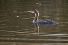 Great Northern Diver. Clensmore  3.jpg