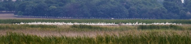 Second pond of White Pelicans at Cheyenne Bottoms.jpg