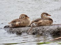 Pied-Billed Grebe (juv).jpg