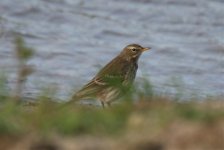 0507 Water Pipit 30Oct19.jpg