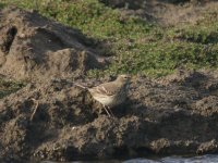 0477 Water Pipit 30Oct19.jpg