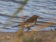 0527 Water Pipit 30Oct19.jpg