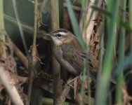 Sedge Warbler_Girdle Ness_080919a.jpg